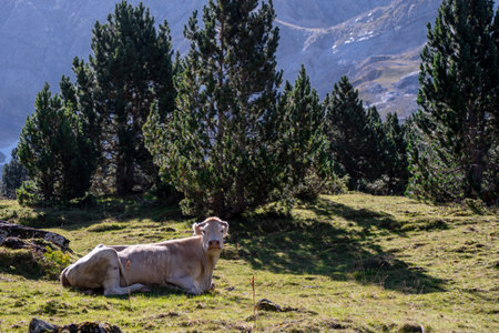 A cow is laying down in a grassy field. The cow is brown and white. The field is surrounded by treesの写真素材