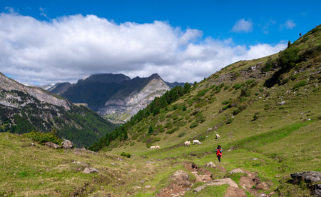 A person is walking through a grassy field with a herd of cows. The sky is cloudy, and the mountains in the background create a sense of depth and grandeur. The scene evokes a feeling of tranquilityの写真素材