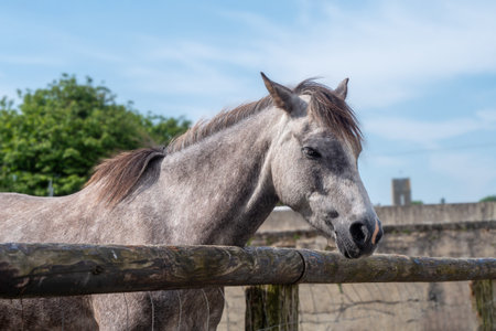 A horse is standing in front of a wooden fence. The horse is looking at the camera. The fence is wooden and has a rustic appearance. The sky is clear and blue, and there are trees in the backgroundの写真素材