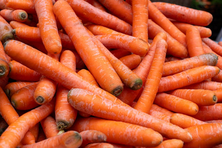 A pile of carrots with some of them being rotten. The pile is full of carrots and some of them are not freshの写真素材