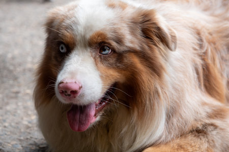 A brown and white dog with blue eyes is laying on the ground. The dog has a tongue sticking out and he is happyの写真素材