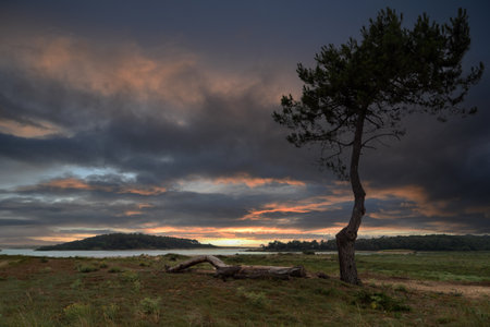 A tree stands alone in a field with a cloudy sky in the background. The sky is a mix of dark and light colors, creating a moody atmosphereの写真素材