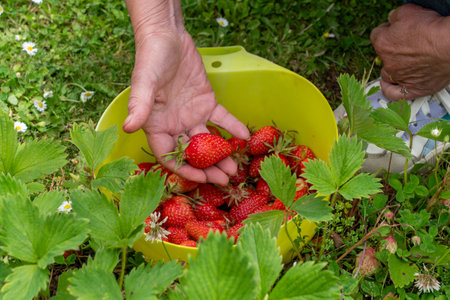 Person is picking strawberries from a green bush. The person is holding the bowl in their handの写真素材