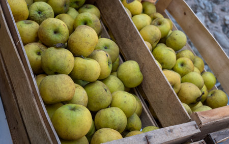 Crate of apples is piled high in a wooden crate. The apples are ripe and ready to be eatenの写真素材