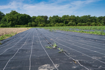 a field of crops is covered with plastic. There are some weeds growing in the middle of the fieldの写真素材