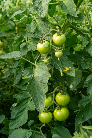 Bunch of green tomatoes hanging from a plant. There are five tomatoes in the bunchの写真素材