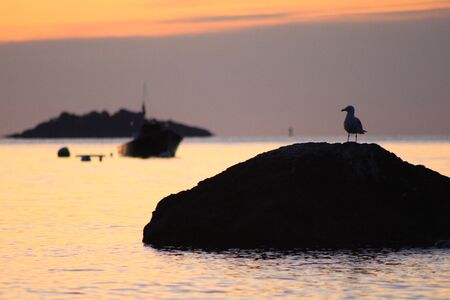 Sunrise on seagull, boat, rocks, and oceanの写真素材