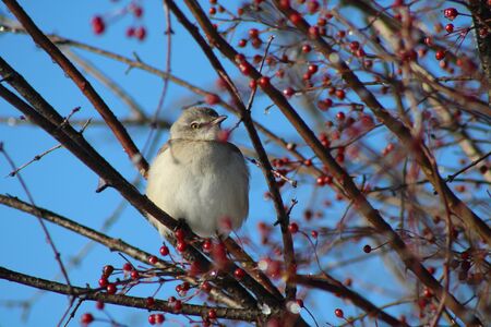 Sparrow with red berriesの写真素材