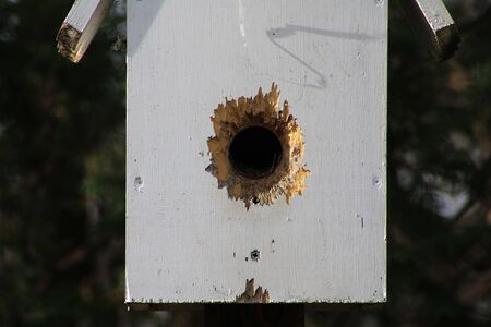 Birdhouse hole, widened by sparrows
