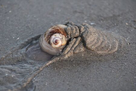 Moon snail pushing into wet sand