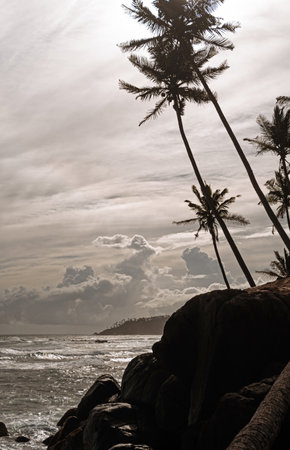 Palm trees on the beach in Sri Lanka, Asiaの写真素材