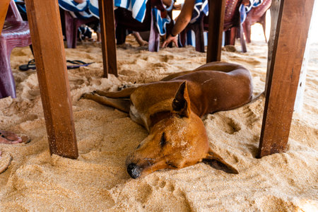 Thai dog sleep on sand beach, Thailand. Selective focus.の写真素材