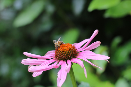 Bee on a flowerの写真素材