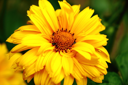 Yellow flowerの写真素材