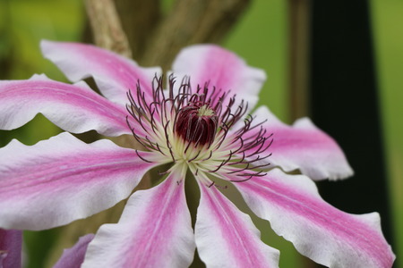 Detail of flowerの写真素材