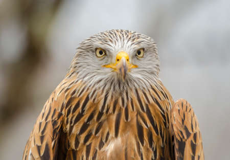 Portrait of Milan Royal in Zooの写真素材