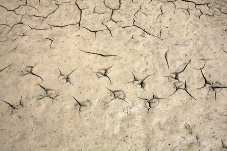 Clay cracker in a swamp