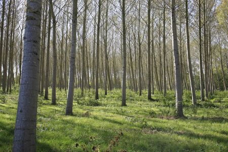 Poplar in the Marais Poitevinの写真素材
