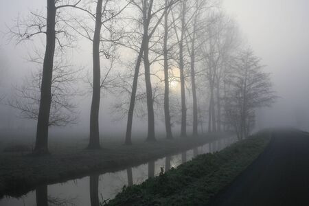 Row of poplars lining a channel in the fogの写真素材