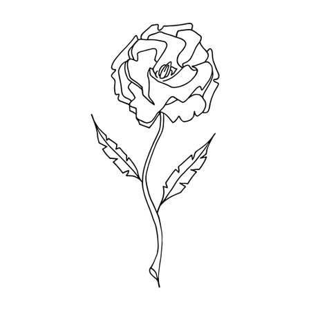 one line drawing. the garden rose with leaves. hand drawn sketch. vector illustration.のイラスト素材