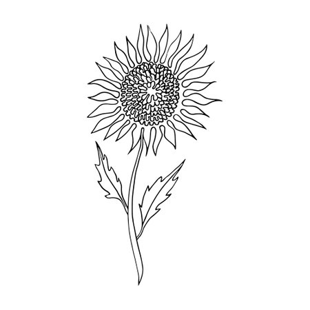 Sunflower, One line drawing, Hand drawn design, vector, illustration, line artのイラスト素材