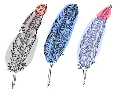 Set of bird feathers. Hand drawn illustration converted to vector.のイラスト素材
