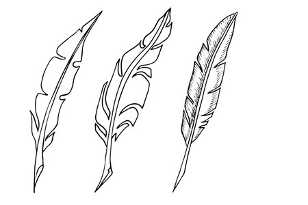 Set of bird feathers. Hand drawn illustration converted to vector.のイラスト素材