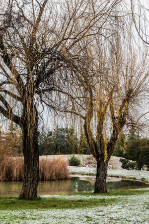 Parc du Bois de l'Aune in Aix en Provence, under the snow