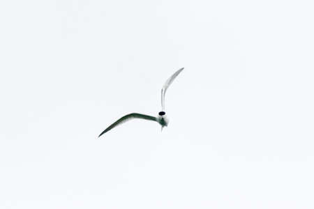 tern flying in the sky of Brittany