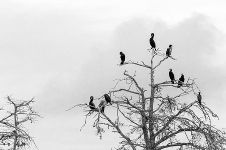 cormorant in the Gulf of Morbihanの写真素材