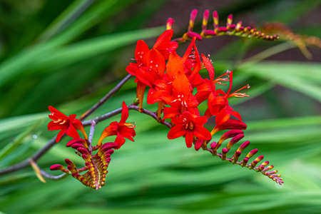 flower in the exotic garden of Roscoff, in Brittanyの写真素材