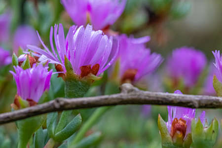 flower in the exotic garden of Roscoff, in Brittany