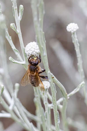 wasp foraging a white flower
