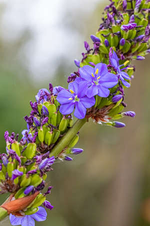 flower in the exotic garden of Roscoff, in Brittany