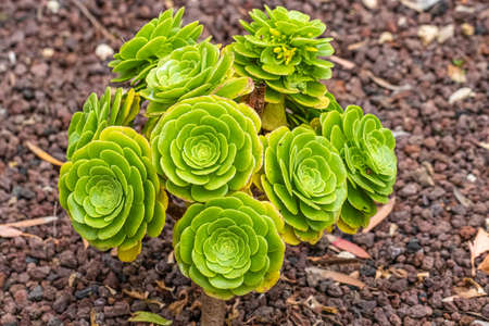 flower in the exotic garden of Roscoff, in Brittanyの写真素材