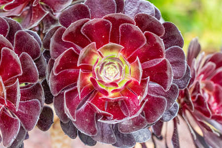 flower in the exotic garden of Roscoff, in Brittanyの写真素材