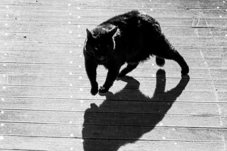 black cat and its shadow in the street, black and whiteの写真素材