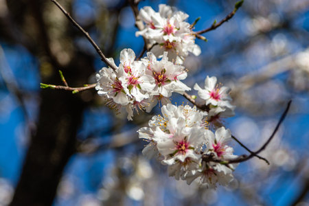 almond blossomsの写真素材