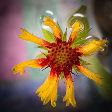 flower in waterの写真素材