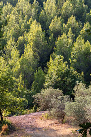 the massif of the Sainte-Victoire mountain, around the old Roman damの写真素材