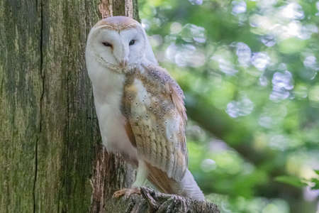 owl portrait
