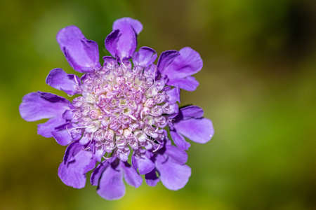 flower of the botanical garden of Saverne, close-upの写真素材