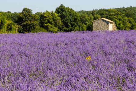 real lavender, in Haute-Provenceの写真素材