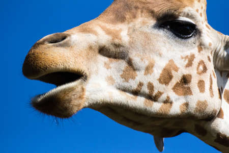 giraffe at the Barben zoo, in Provenceの写真素材