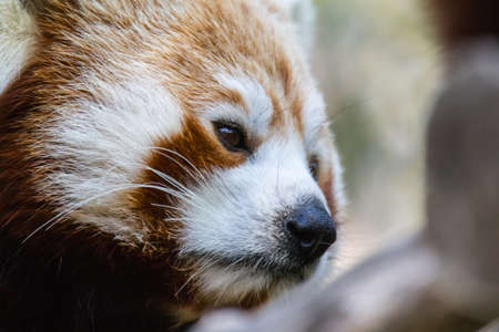 red panda at the Barben zoo, in Provenceの写真素材