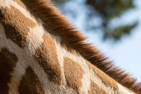 giraffe at the Barben zoo, in Provenceの写真素材