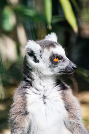lemur from Madagascar at the Barben zoo, in Provenceの写真素材