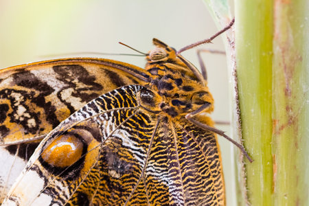 butterfly close-up