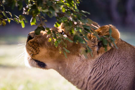 lion at La Barben zoo, in Provence