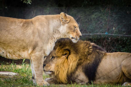 lion at La Barben zoo, in Provence